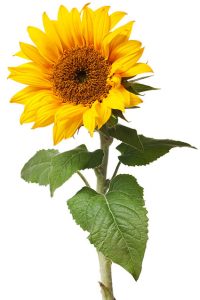 Sonnenblume