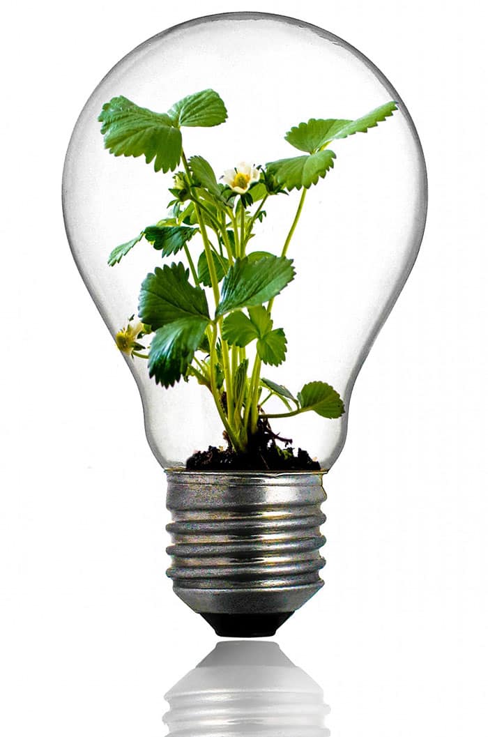 bulb-216975
